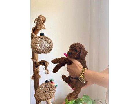 Çok tatlı, red brown, orijinal toy poodle yavruları