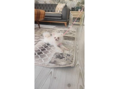 Satılık pomeranian köpeği