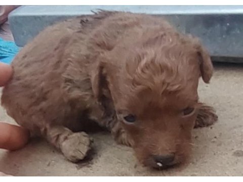 30 günlük poodle bebekler