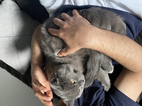 British shorthair kedimiz