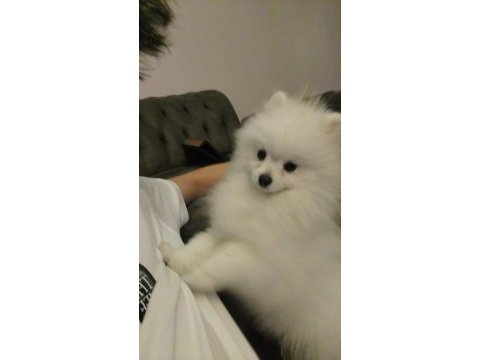 Sahibinden pomeranian boo