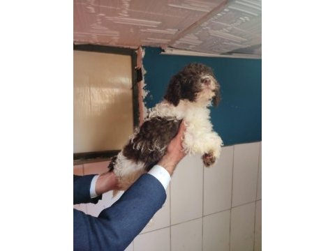Nadır ırk lagotto romagnolo toy poodle