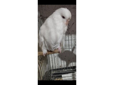 Jumbo muhabbet kuşu
