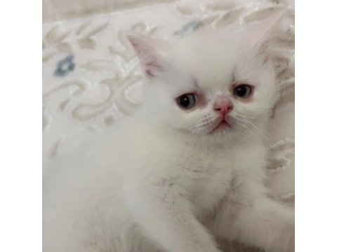 Teslime hazır british shorthair bebekler
