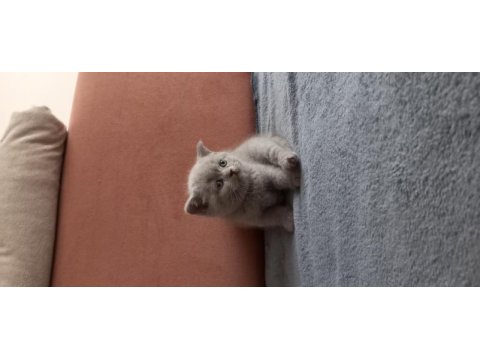 British shorthair dişi yavru oyuncu cana yakın