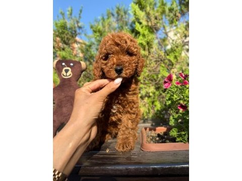 Toy poodle ırk ve sağlık garantili