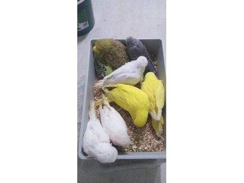 Ele alıştırmalık rengarenk muhabbet kuşu yavrular