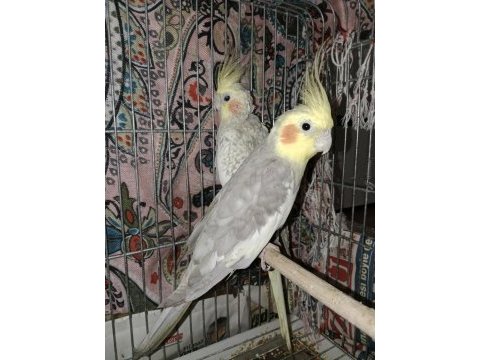 Bakamadığım için kuşumu çok uygun vereceğim