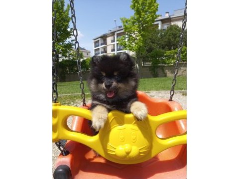 Teacup pomeranian yavruları