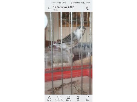 Hazır bangir bangir oter durumda harleguin kanarya