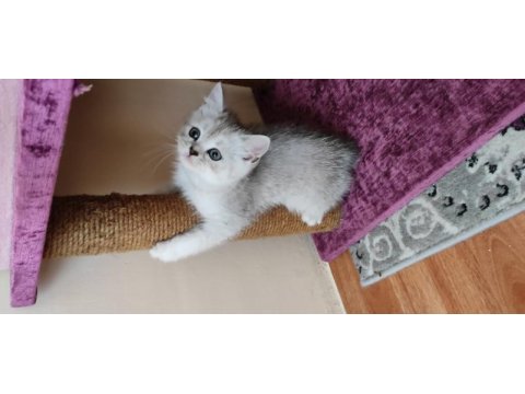 2 aylık british shorthair dişi