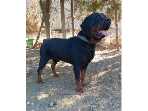 Bekçilik yapar king size rottweiler