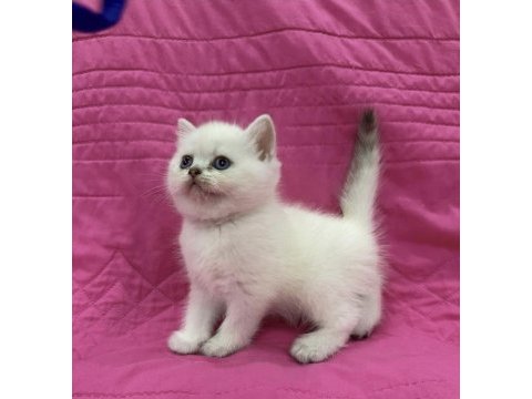 British shorthair blue point yavrularım 