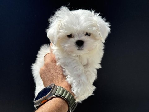 Tea cup kore kan maltese petmode de canlı görün