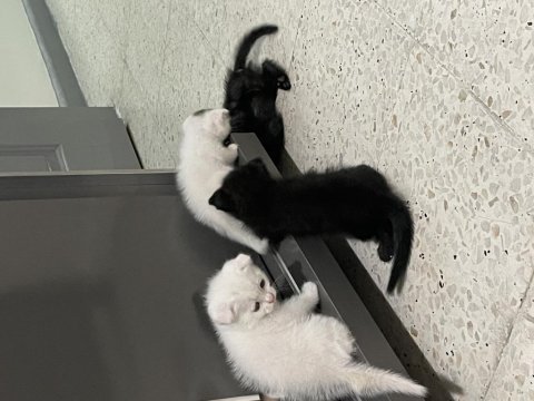 Ücretsiz sahiplendirme scottish fold
