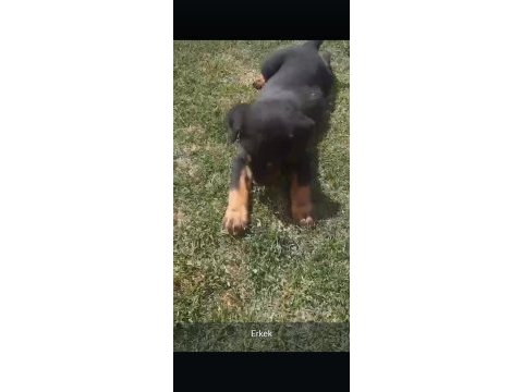 Çok uyguna rotweiller yavrusu (açıklama)