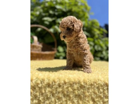 Harika güzellikte toy poodle yavrular