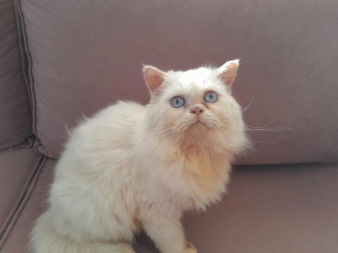 Beyaz prens iran kedisi