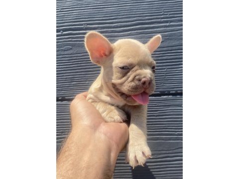 İzmirden french bulldog yavrularımız
