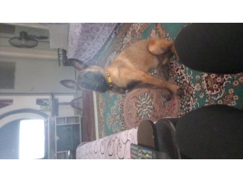 Belçika malinoisi