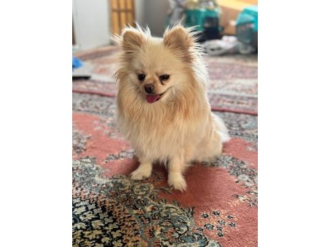 2 yaşında dişi pomeranian doğum tecrübeli