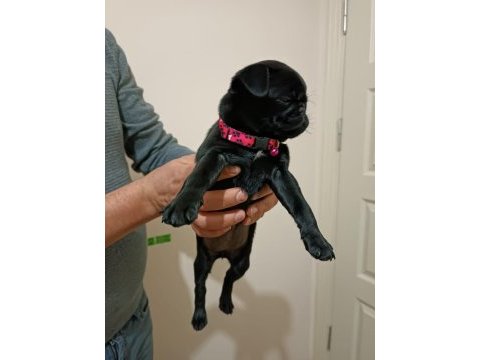 Siyah 45 günlük dişi pug