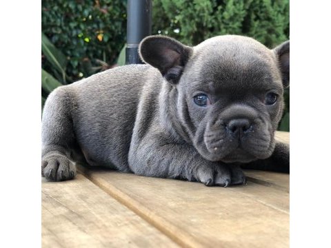 French bulldog yavruları