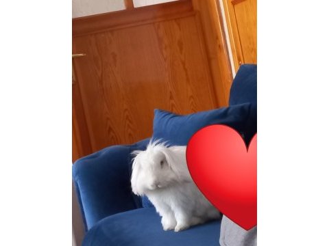 Tavşanımızı sahiplendirme