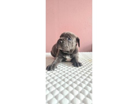 Anatomi harikası cane corso bebeklerim