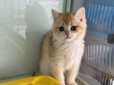 En güzel ny12 golden british shorthair yavrumuz