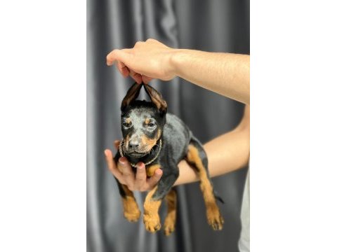 Safkan doberman
