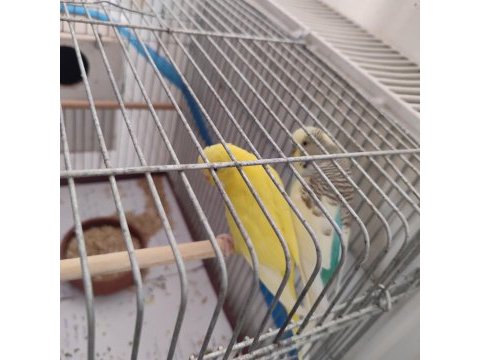 Sahibinden muhabbet kuşu