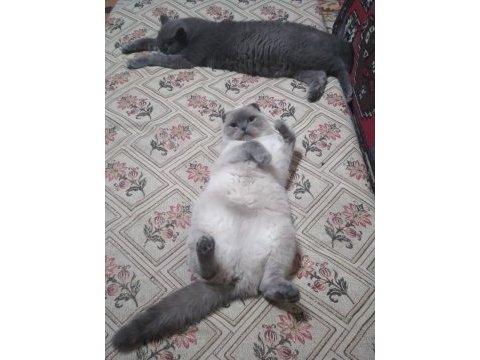 Sevimli scottish fold kedimiz pamuk