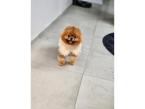 Şampiyon efsane erkek yetişkin pomeranian