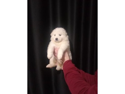 Safkan samoyed