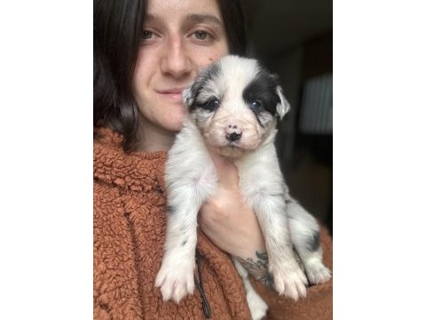 Border collie yavrularımız eğitim merkezimizden