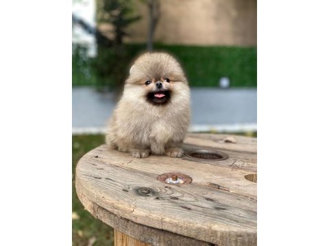 Safkan orjinal pomeranian yavruları