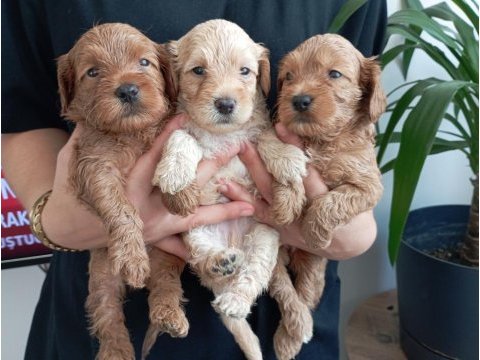 Üst kalite 0 numara maltipoo yavrularımız