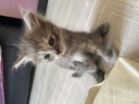 British longhair 1.5 aylık