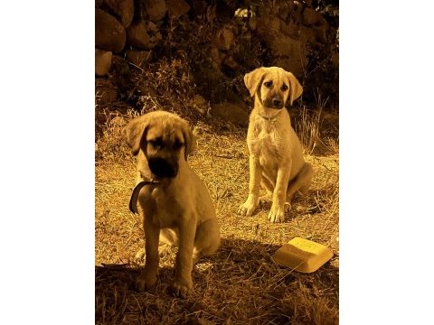 Anadolu çoban köpeği - kangal yavruları