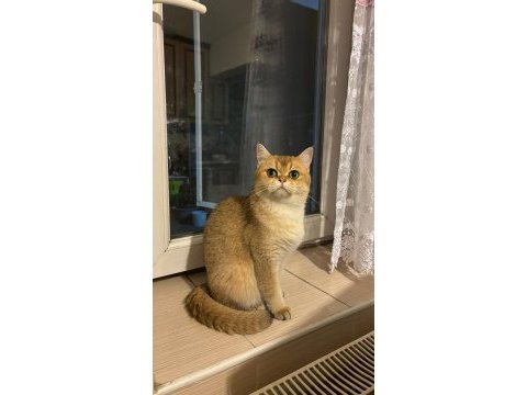 British shorthair ny11 dişi