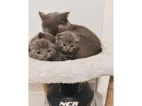 Scottish fold bebekler