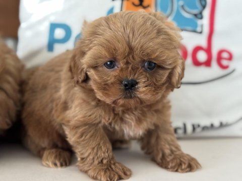 Ankarada wc eğitimli  kore maltipoo lar ziyarete açık