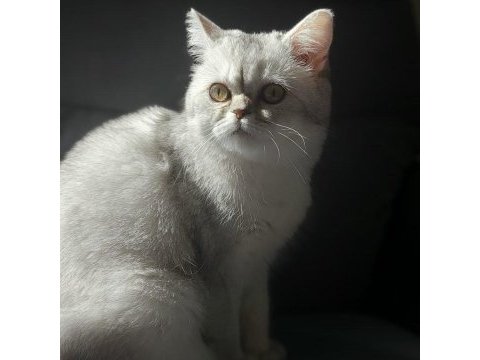 British shorthair prenses