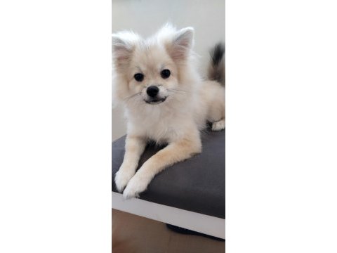 Pomeranian yavrular