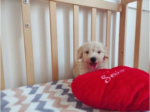 Erkek maltipoo yavrumuz
