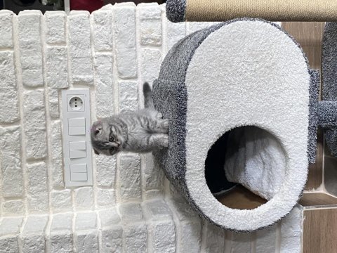 Scottish fold yavrumuz yeni yuvasını arıyor