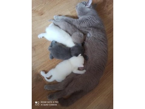 Yavrularımız yeni yuvasını arıyor british shorthair
