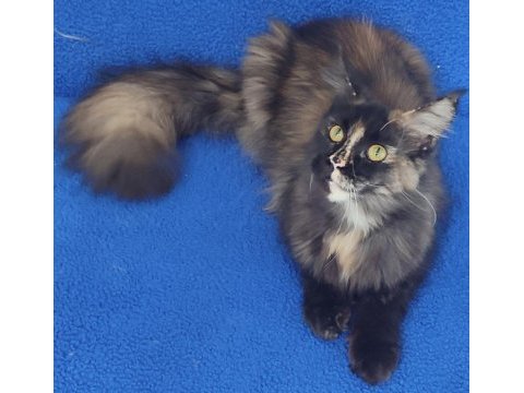 11 aylık hazır kozan'da mükemmel bir maincoon dişi