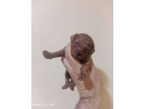 25 haziran da teslime hazır akıl küpleri poodle